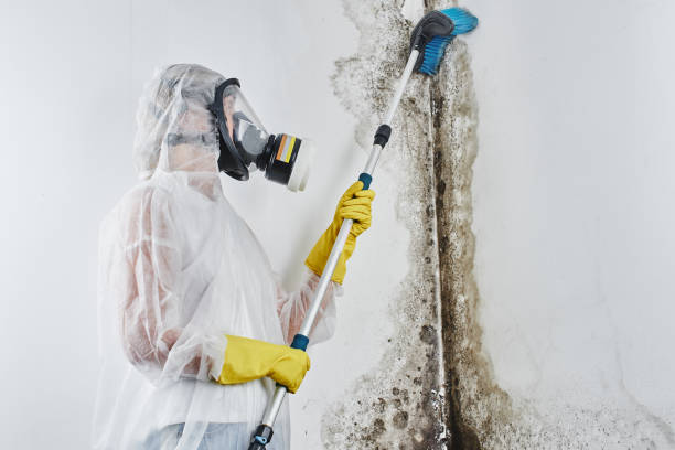Best Mold Removal Near Me  in Springfield, SD