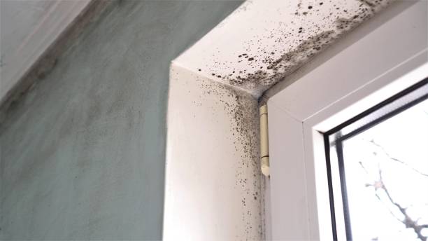 Certified Mold Removal in Springfield, SD
