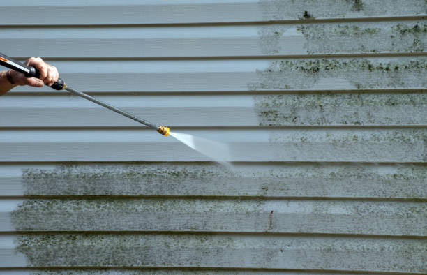 Best Mold Removal Process  in Springfield, SD