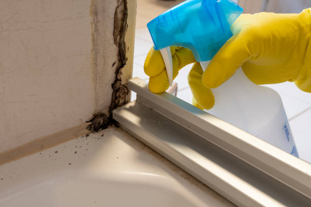 Best Toxic Mold Removal  in Springfield, SD