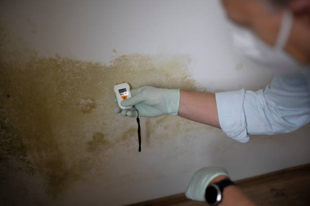 Best Mold Damage Repair  in Springfield, SD