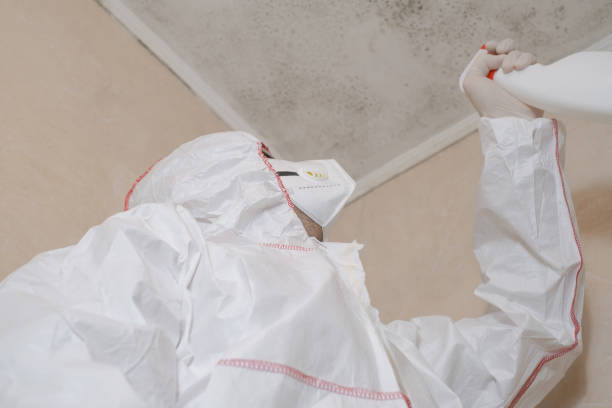 Best Local Mold Removal Service  in Springfield, SD