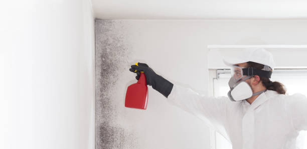 Trusted Springfield, SD Mold Removal Experts