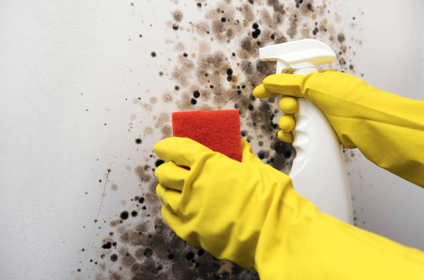 Best Mold Removal Specialists  in Springfield, SD