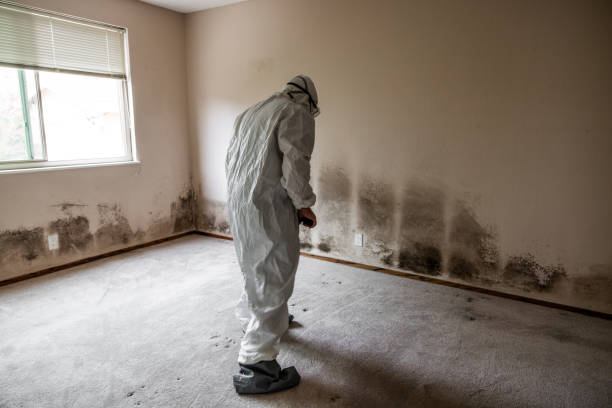 Best Mold Cleaning Services  in Springfield, SD