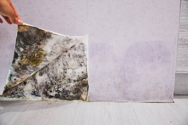 Best Commercial Mold Removal  in Springfield, SD